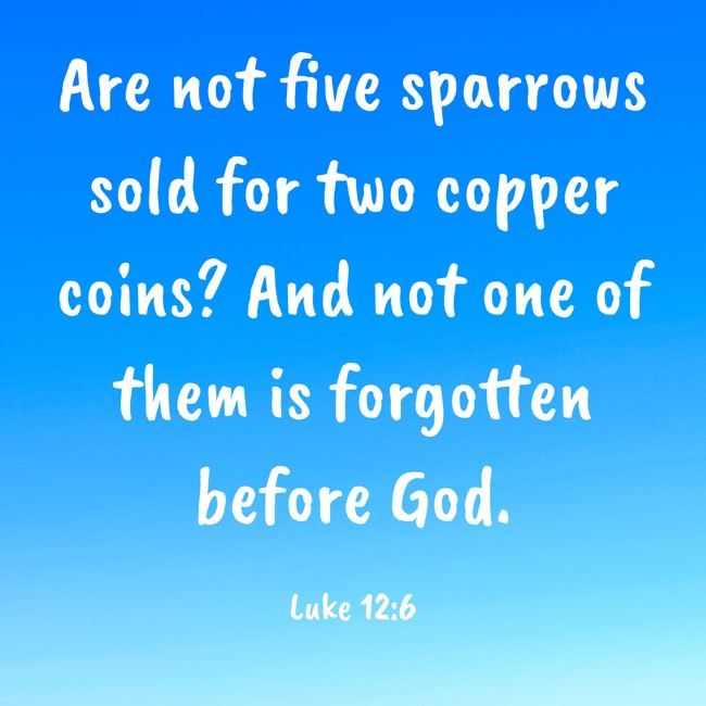 Are not five sparrows sold for two copper coins? And not one of them is forgotten before God. - Luke 12:6