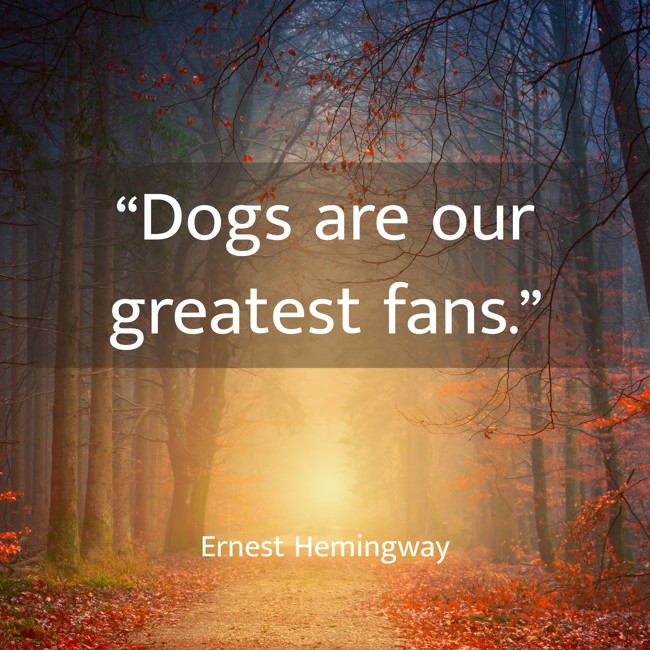 “Dogs are our greatest fans.” - Ernest Hemingway