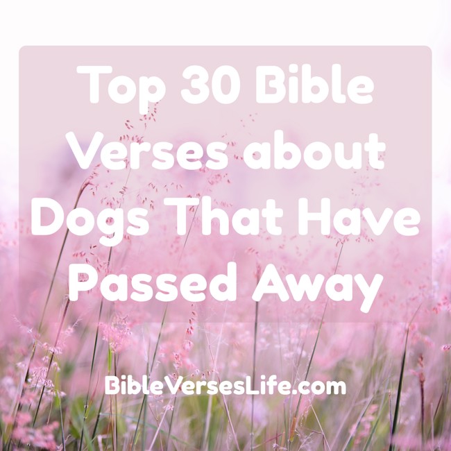 Top 30 Bible Verses about Dogs That Have Passed Away
