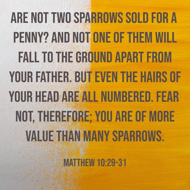 Are not two sparrows sold for a penny? And not one of them will fall to the ground apart from your Father. But even the hairs of your head are all numbered. Fear not, therefore; you are of more value than many sparrows. - Matthew 10:29-31