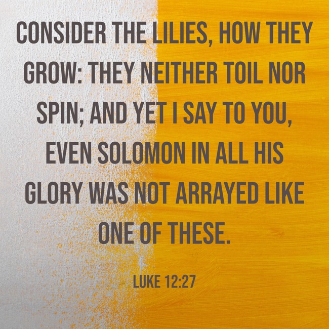 Consider the lilies, how they grow: they neither toil nor spin; and yet I say to you, even Solomon in all his glory was not arrayed like one of these. - Luke 12:27