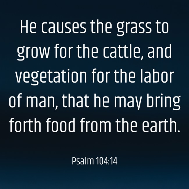 He causes the grass to grow for the cattle, and vegetation for the labor of man, that he may bring forth food from the earth. - Psalm 104:14
