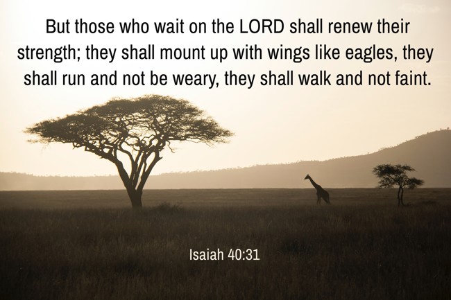 But those who wait on the LORD shall renew their strength; they shall mount up with wings like eagles, they shall run and not be weary, they shall walk and not faint. - Isaiah 40:31