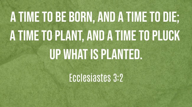 A time to be born, and a time to die; a time to plant, and a time to pluck up what is planted. - Ecclesiastes 3:2