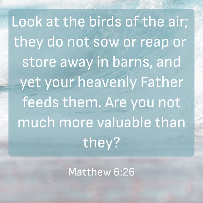Look at the birds of the air; they do not sow or reap or store away in barns, and yet your heavenly Father feeds them. Are you not much more valuable than they? - Matthew 6:26