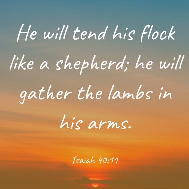 He will tend his flock like a shepherd; he will gather the lambs in his arms. - Isaiah 40:11