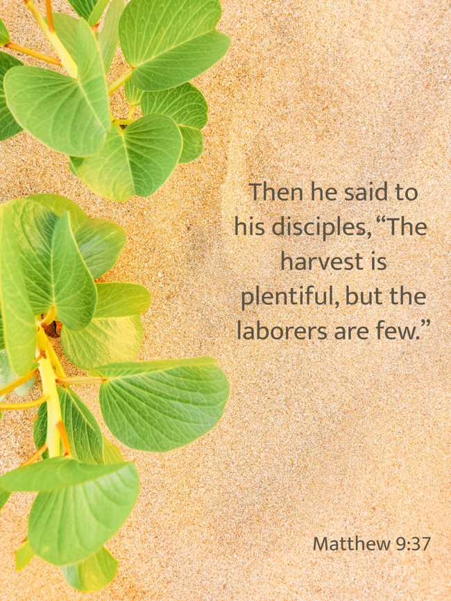 Then he said to his disciples, “The harvest is plentiful, but the laborers are few.” - Matthew 9:37