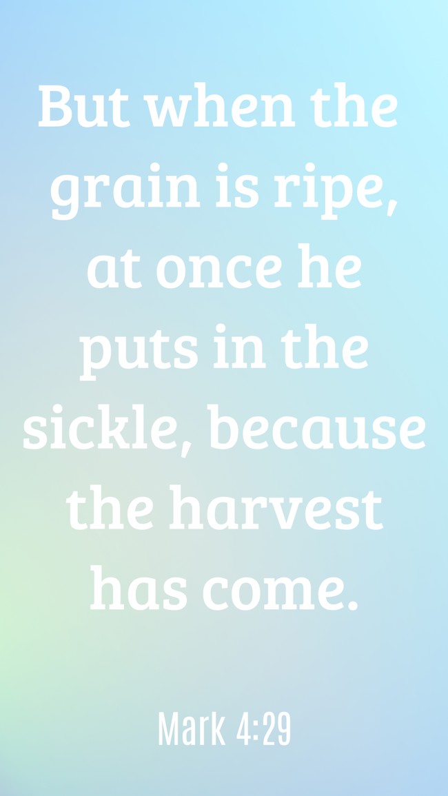 But when the grain is ripe, at once he puts in the sickle, because the harvest has come. - Mark 4:29