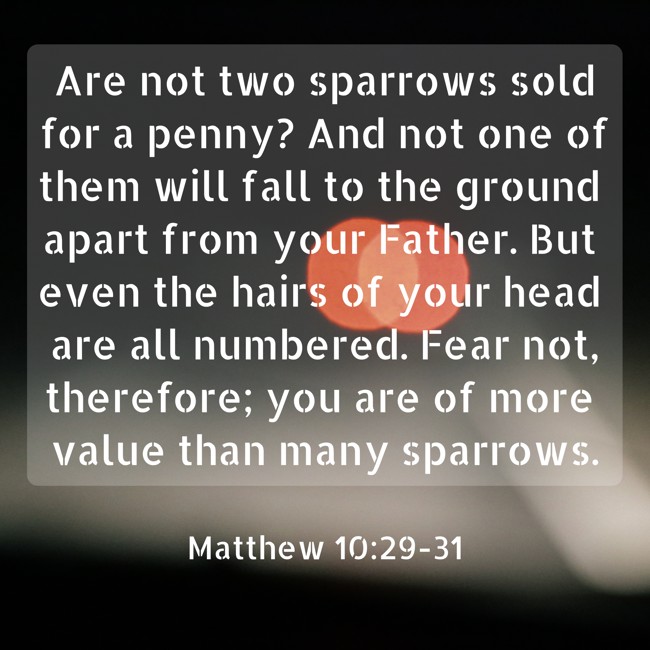 Are not two sparrows sold for a penny? And not one of them will fall to the ground apart from your Father. But even the hairs of your head are all numbered. Fear not, therefore; you are of more value than many sparrows. - Matthew 10:29-31