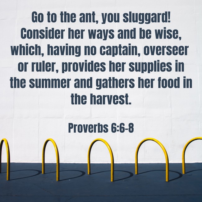 Go to the ant, you sluggard! Consider her ways and be wise, which, having no captain, overseer or ruler, provides her supplies in the summer and gathers her food in the harvest. - Proverbs 6:6-8