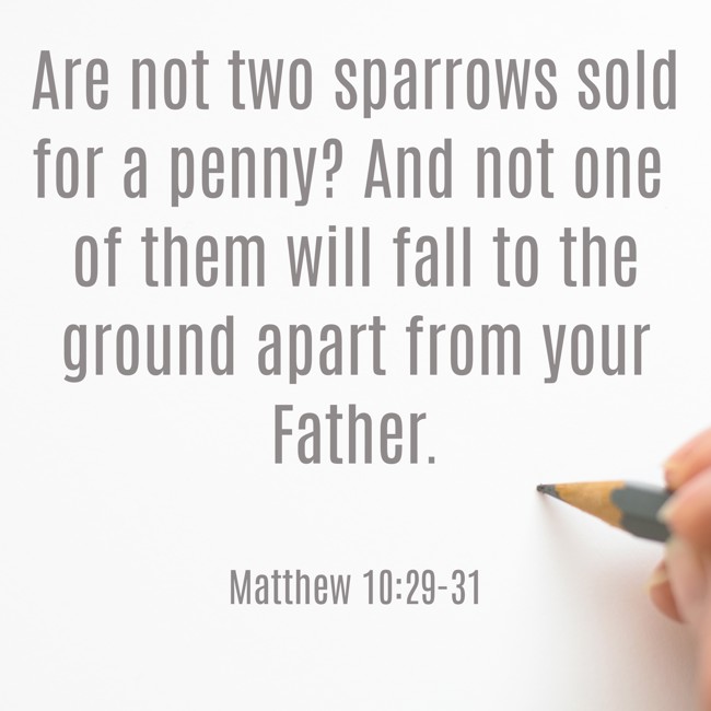 Are not two sparrows sold for a penny? And not one of them will fall to the ground apart from your Father. - Matthew 10:29-31