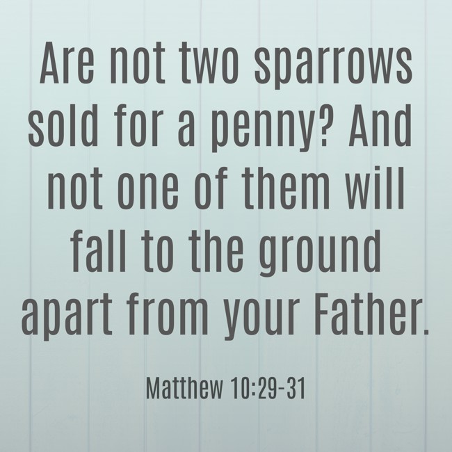 Are not two sparrows sold for a penny? And not one of them will fall to the ground apart from your Father. - Matthew 10:29-31