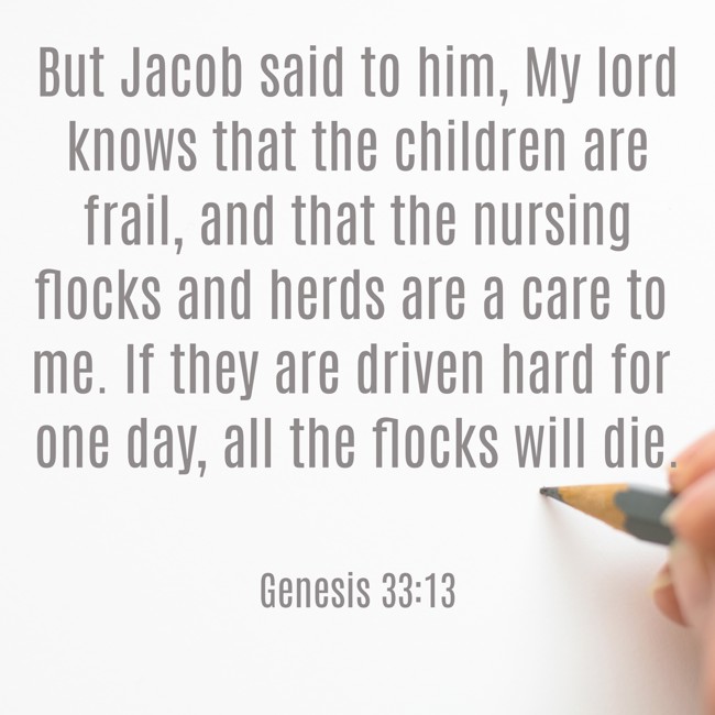 But Jacob said to him, My lord knows that the children are frail, and that the nursing flocks and herds are a care to me. If they are driven hard for one day, all the flocks will die. - Genesis 33:13