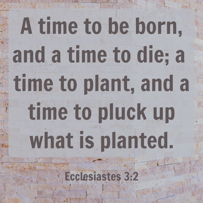 A time to be born, and a time to die; a time to plant, and a time to pluck up what is planted. - Ecclesiastes 3:2