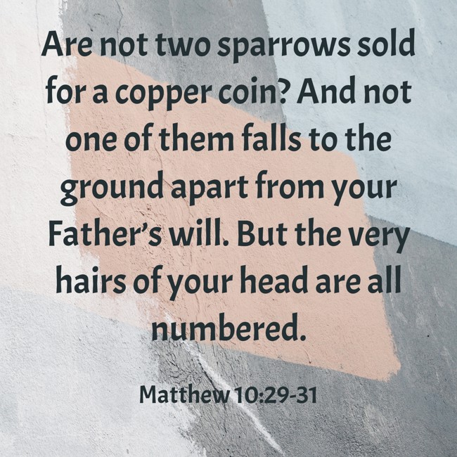 Are not two sparrows sold for a copper coin? And not one of them falls to the ground apart from your Father’s will. But the very hairs of your head are all numbered. - Matthew 10:29-31