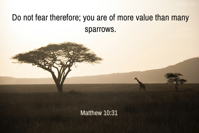 Do not fear therefore; you are of more value than many sparrows. - Matthew 10:31