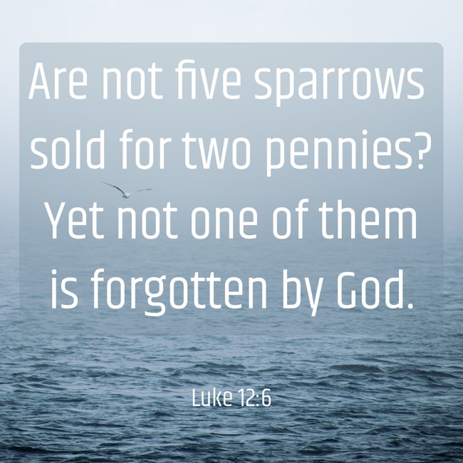  Are not five sparrows sold for two pennies? Yet not one of them is forgotten by God.   - Luke 12:6 