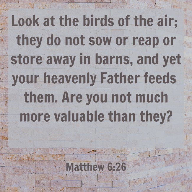  Look at the birds of the air; they do not sow or reap or store away in barns, and yet your heavenly Father feeds them. Are you not much more valuable than they?   - Matthew 6:26 