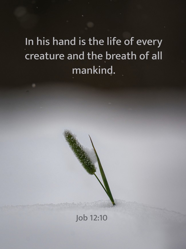  In his hand is the life of every creature and the breath of all mankind.   - Job 12:10 