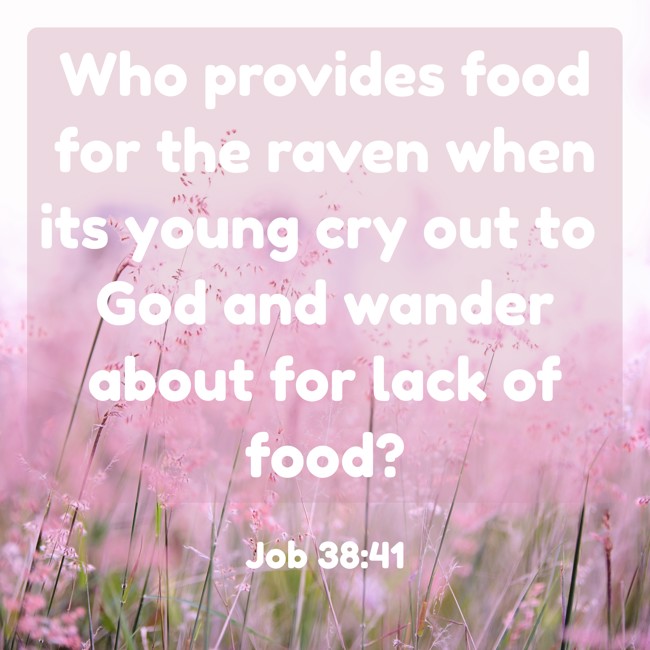  Who provides food for the raven when its young cry out to God and wander about for lack of food?   - Job 38:41 