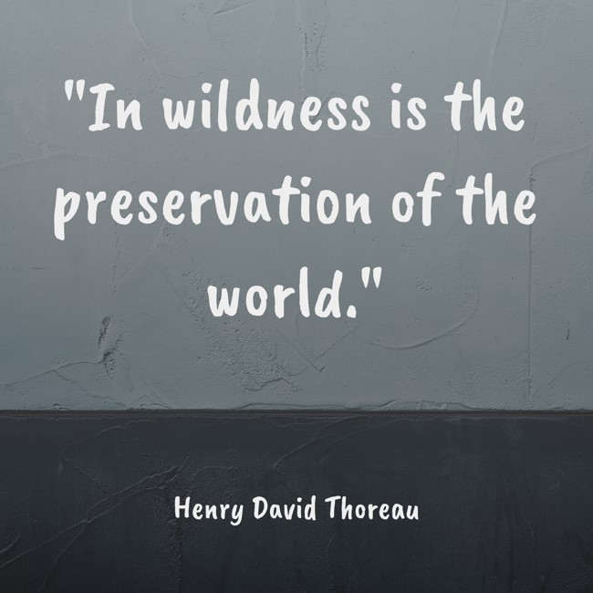  In wildness is the preservation of the world.   - Henry David Thoreau 