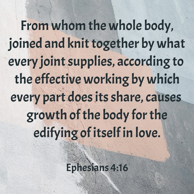 From whom the whole body, joined and knit together by what every joint supplies, according to the effective working by which every part does its share, causes growth of the body for the edifying of itself in love. - Ephesians 4:16