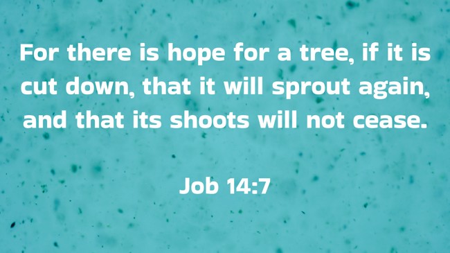 For there is hope for a tree, if it is cut down, that it will sprout again, and that its shoots will not cease. - Job 14:7
