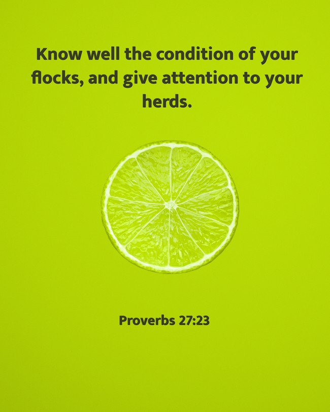 Know well the condition of your flocks, and give attention to your herds. - Proverbs 27:23