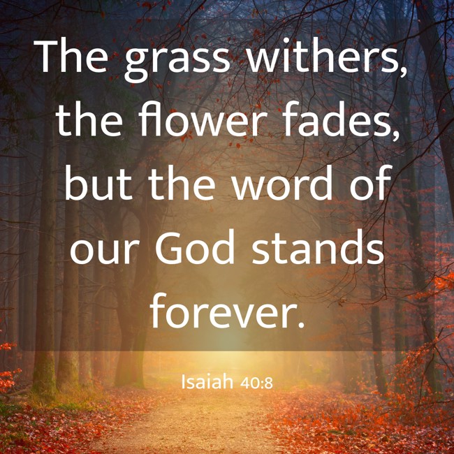 The grass withers, the flower fades, but the word of our God stands forever. - Isaiah 40:8
