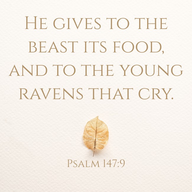 He gives to the beast its food, and to the young ravens that cry. - Psalm 147:9