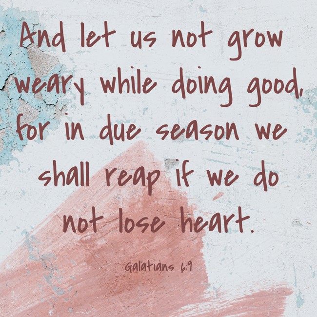And let us not grow weary while doing good, for in due season we shall reap if we do not lose heart. - Galatians 6:9