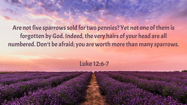Are not five sparrows sold for two pennies? Yet not one of them is forgotten by God. Indeed, the very hairs of your head are all numbered. Don’t be afraid; you are worth more than many sparrows. - Luke 12:6-7