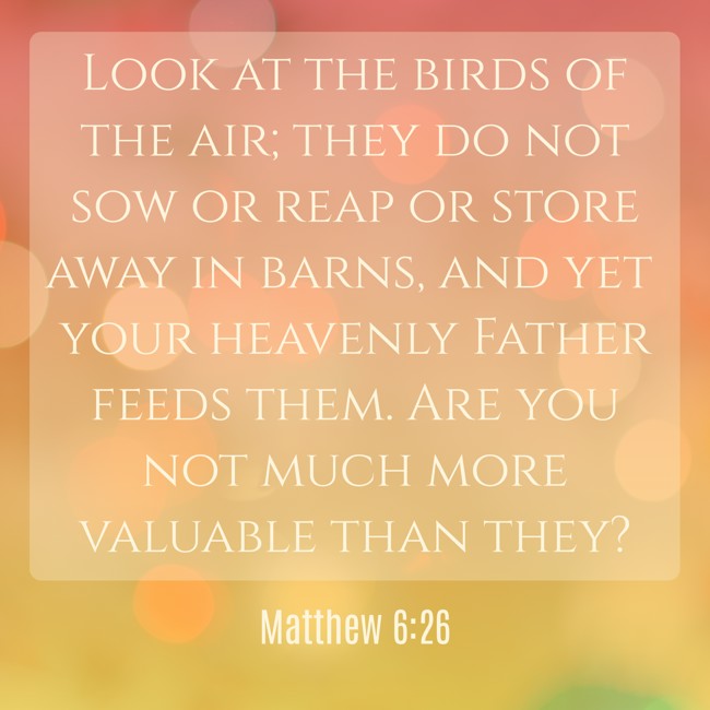 Look at the birds of the air; they do not sow or reap or store away in barns, and yet your heavenly Father feeds them. Are you not much more valuable than they? - Matthew 6:26