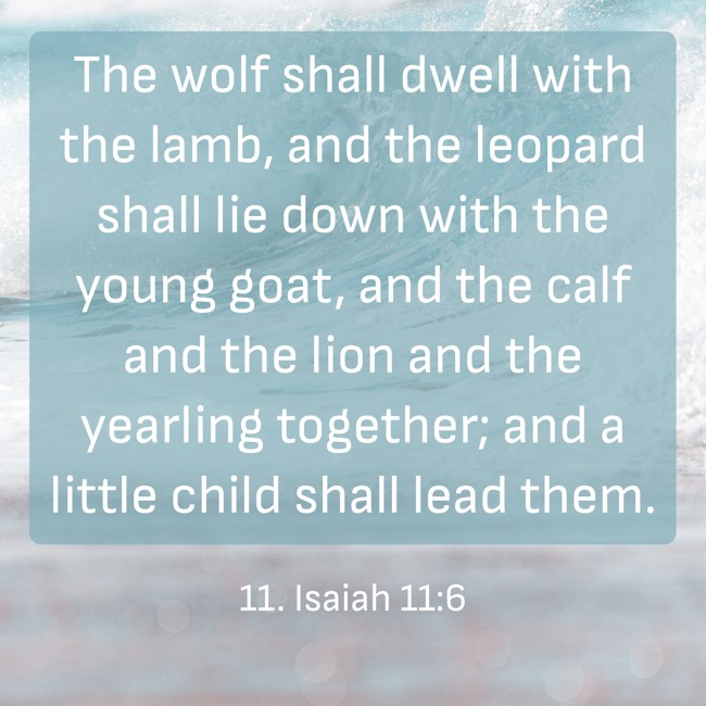 The wolf shall dwell with the lamb, and the leopard shall lie down with the young goat, and the calf and the lion and the yearling together; and a little child shall lead them. - 11. Isaiah 11:6