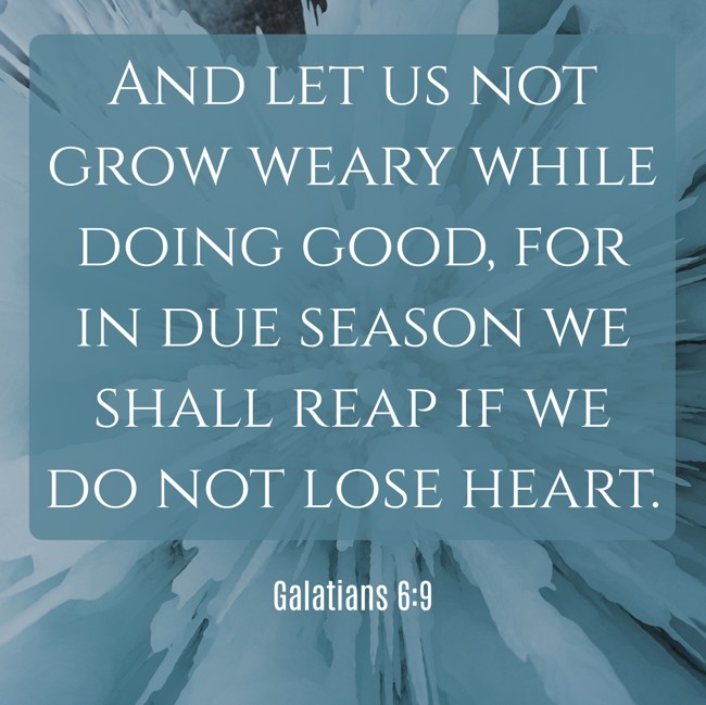 And let us not grow weary while doing good, for in due season we shall reap if we do not lose heart. - Galatians 6:9