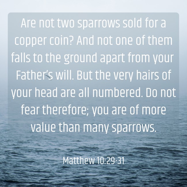  Are not two sparrows sold for a copper coin? And not one of them falls to the ground apart from your Father’s will. But the very hairs of your head are all numbered. Do not fear therefore; you are of more value than many sparrows.   - Matthew 10:29-31 