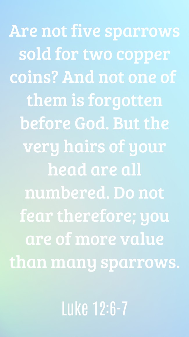  Are not five sparrows sold for two copper coins? And not one of them is forgotten before God. But the very hairs of your head are all numbered. Do not fear therefore; you are of more value than many sparrows.   - Luke 12:6-7 