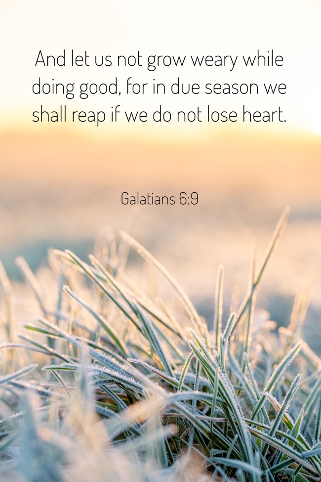 And let us not grow weary while doing good, for in due season we shall reap if we do not lose heart. - Galatians 6:9