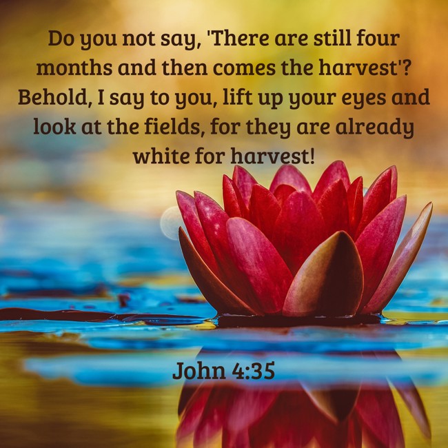 Do you not say, 'There are still four months and then comes the harvest'? Behold, I say to you, lift up your eyes and look at the fields, for they are already white for harvest! - John 4:35