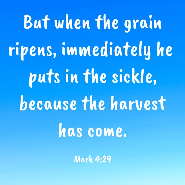 But when the grain ripens, immediately he puts in the sickle, because the harvest has come. - Mark 4:29
