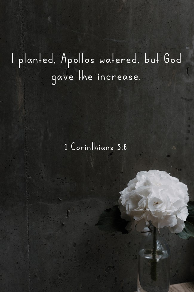 I planted, Apollos watered, but God gave the increase. - 1 Corinthians 3:6