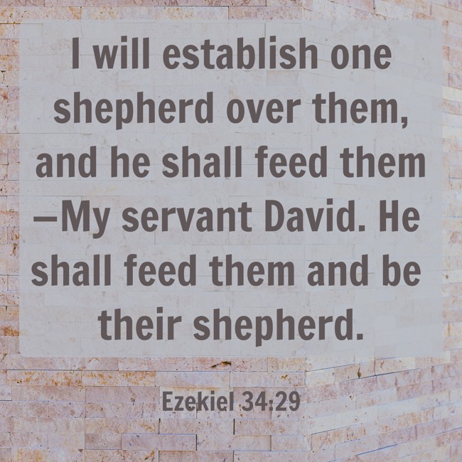I will establish one shepherd over them, and he shall feed them—My servant David. He shall feed them and be their shepherd. - Ezekiel 34:29