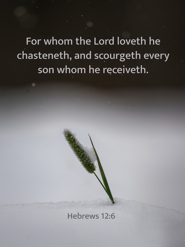 For whom the Lord loveth he chasteneth, and scourgeth every son whom he receiveth. - Hebrews 12:6