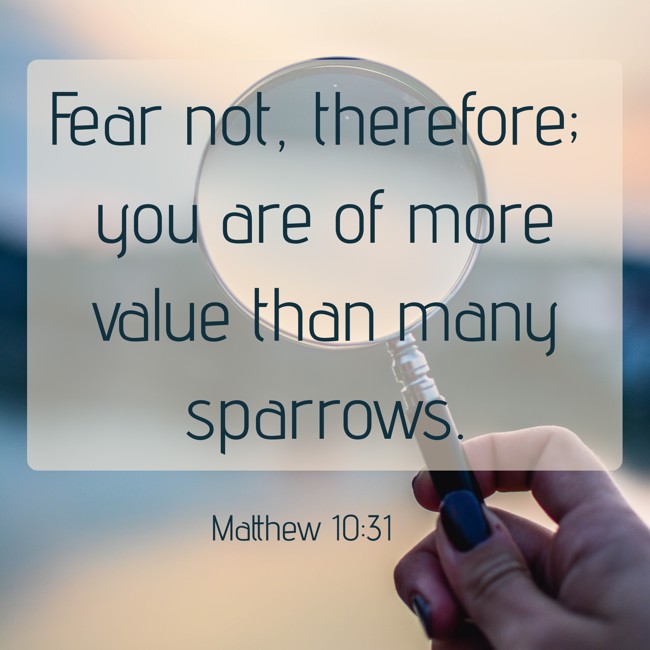 Fear not, therefore; you are of more value than many sparrows. - Matthew 10:31