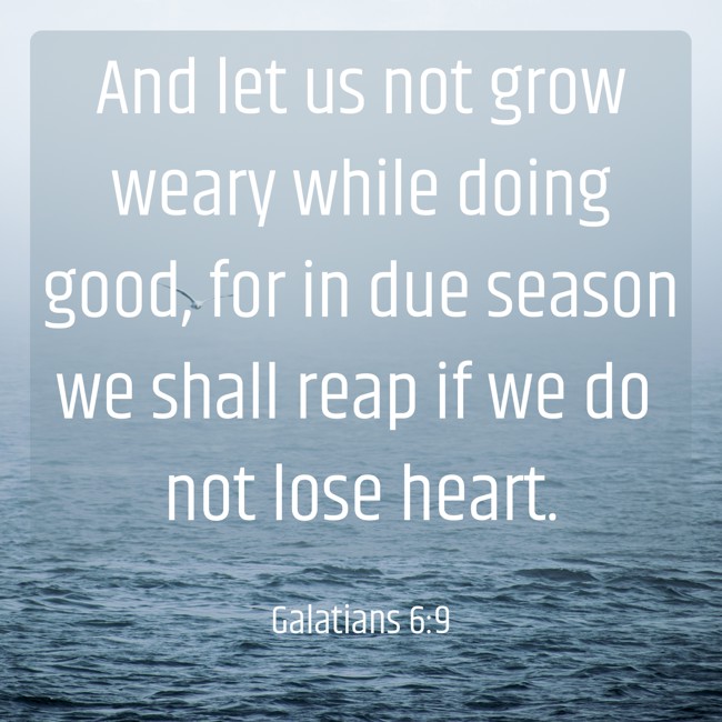 And let us not grow weary while doing good, for in due season we shall reap if we do not lose heart. - Galatians 6:9