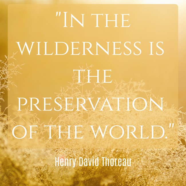 In the wilderness is the preservation of the world. - Henry David Thoreau