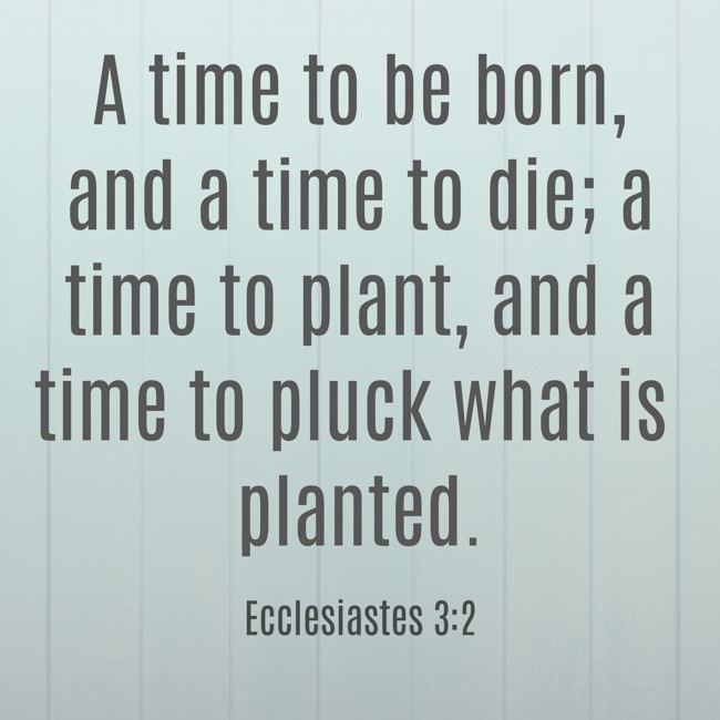A time to be born, and a time to die; a time to plant, and a time to pluck what is planted. - Ecclesiastes 3:2