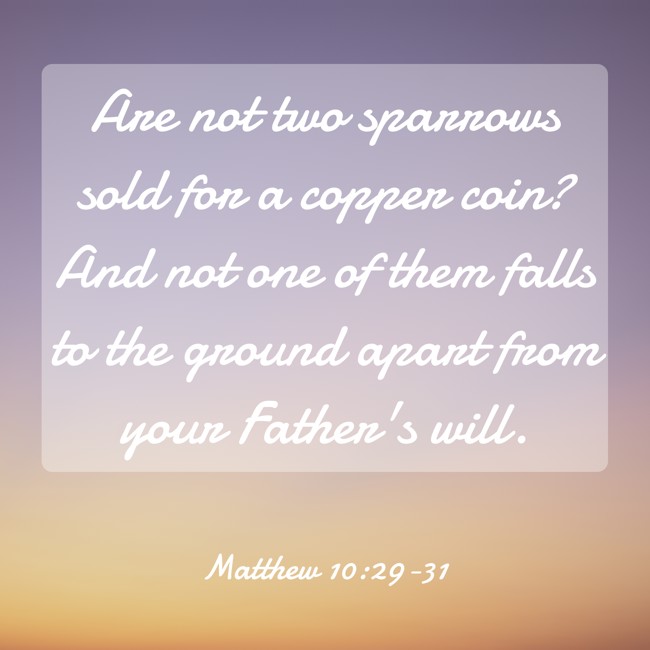 Are not two sparrows sold for a copper coin? And not one of them falls to the ground apart from your Father's will. - Matthew 10:29-31