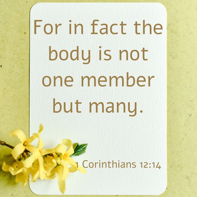 For in fact the body is not one member but many. - 1 Corinthians 12:14