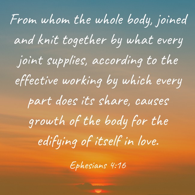 From whom the whole body, joined and knit together by what every joint supplies, according to the effective working by which every part does its share, causes growth of the body for the edifying of itself in love. - Ephesians 4:16
